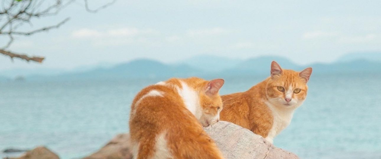đảo mèo Koh Khai Nai, Thái Lan