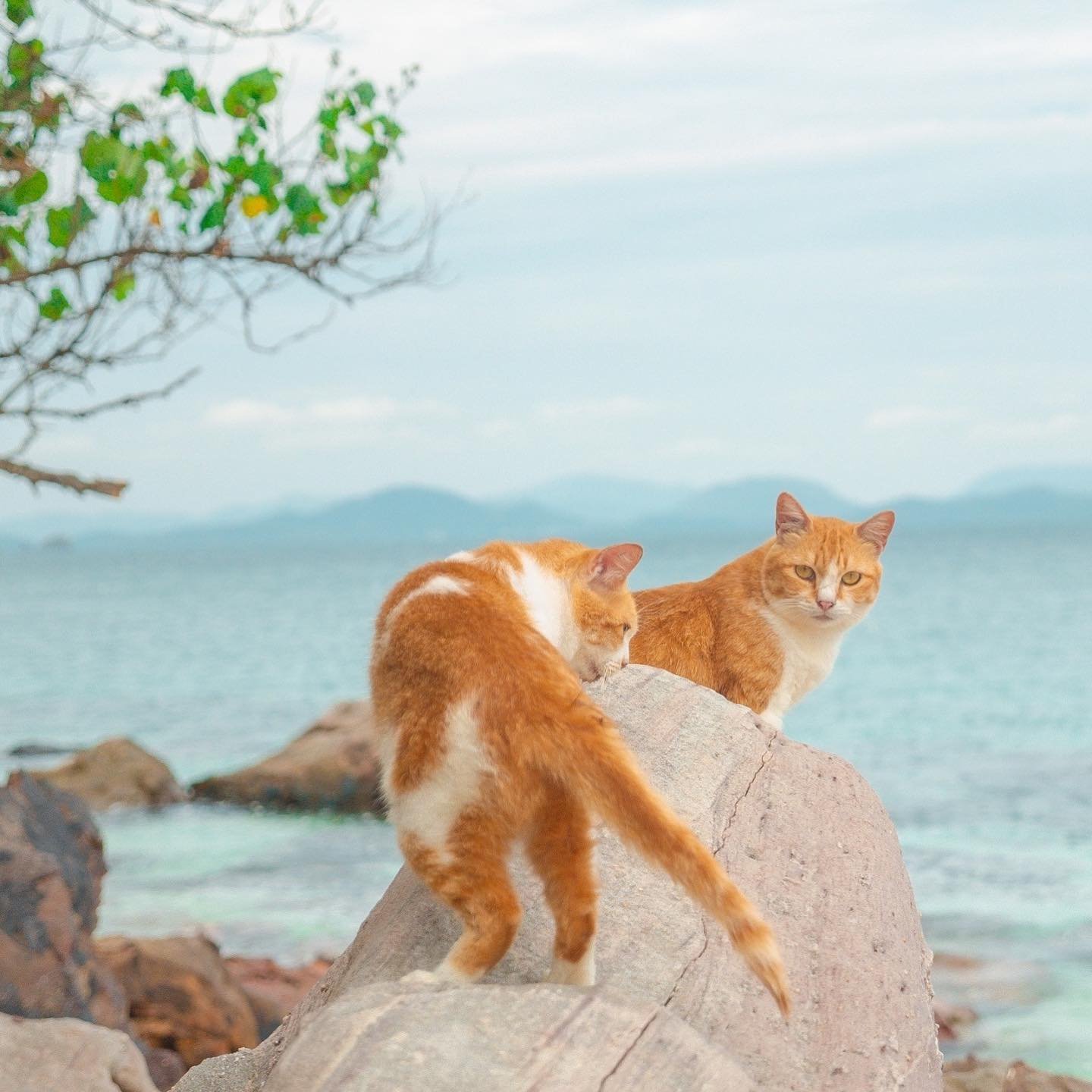 đảo mèo Koh Khai Nai, Thái Lan