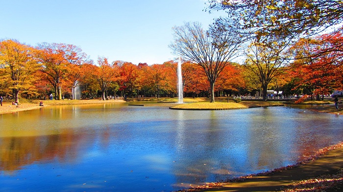 mùa thu Nhật Bản, du lich Nhat Ban, tokyo mùa thu