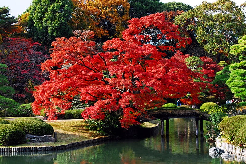 tokyo mùa thu, nhật bản mùa thu