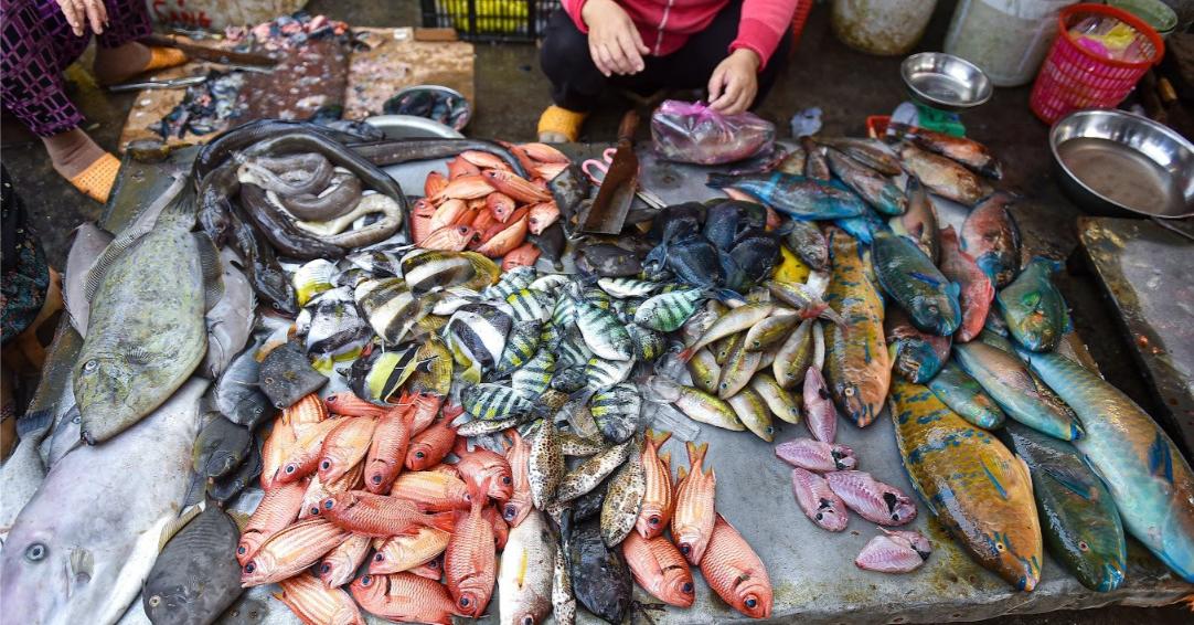 đảo lý sơn