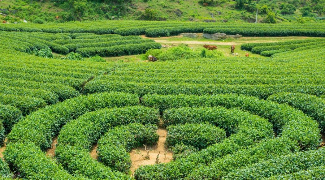 du lịch Mộc Châu