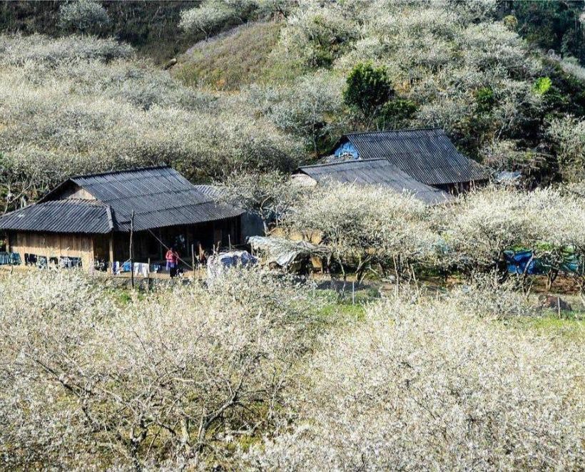 du lịch Mộc Châu
